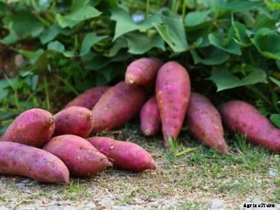 Growing Sweet Potatoes Vertically: Planting Sweet Potatoes On A Trellis
