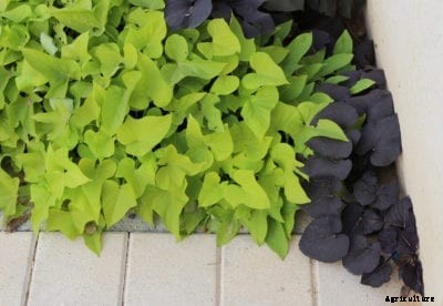 Are Ornamental Sweet Potatoes Edible – Should You Be Eating Ornamental Sweet Potatoes