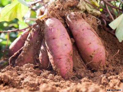 Sweet Potato Root Knot Nematode Control – Managing Nematodes Of Sweet Potatoes