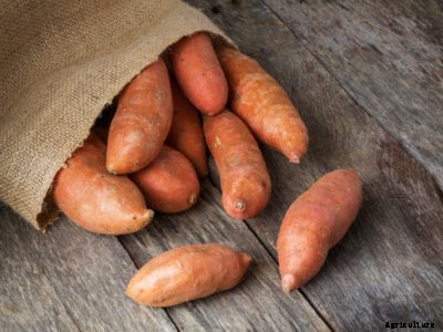 Why Are My Sweet Potatoes Cracking: Reasons For Sweet Potato Growth Cracks