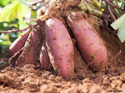 Sweet Potato Stem Rot – Treating Sweet Potatoes With Fusarium Rot