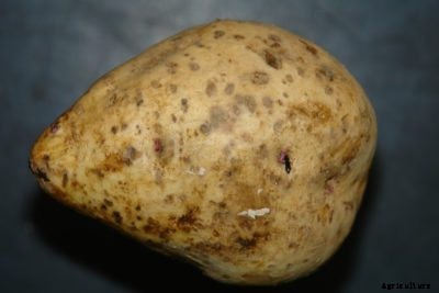 Sweet Potato Scurf Information: Treating Sweet Potatoes With Scurf