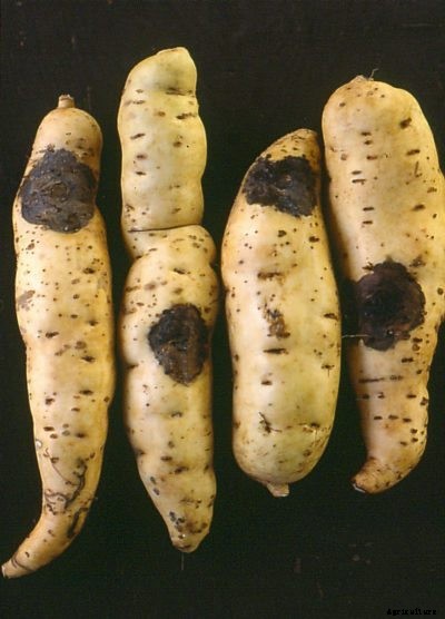 Sweet Potato Black Rot : How To Manage Sweet Potatoes With Black Rot