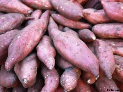 Sweet Potato Rotting After Harvest – What Causes Sweet Potato Storage Rots