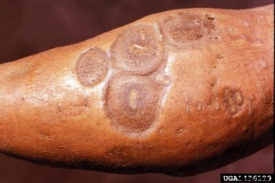 What Is Sweet Potato Pox : Learn About Soil Rot Of Sweet Potatoes