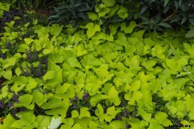 Sweet Potato Vine Division: Tips On Dividing Sweet Potato Vines