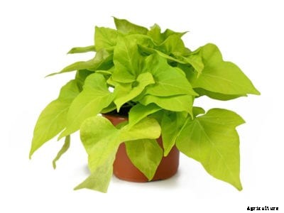 Winterizing A Sweet Potato Vine: Overwintering Ornamental Sweet Potatoes