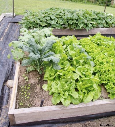 Companion Planting With Yams – What To Plant Next To Yams