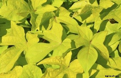 Yellow Sweet Potato Leaves: Why Do Sweet Potato Leaves Turn Yellow