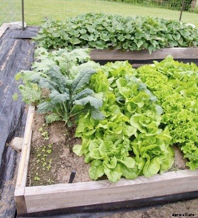 Sweet Potato Companions: Best Companion Plants For Sweet Potatoes