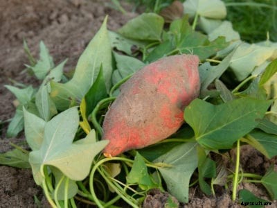 Sweet Potato Varieties: Learn About Different Types Of Sweet Potatoes