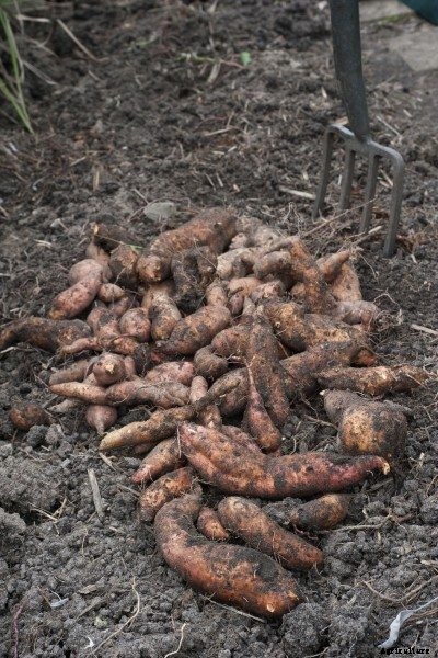 Sweet Potato Storage – Tips On Storing Sweet Potatoes For Winter