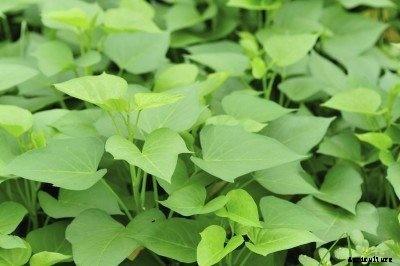 Potato Vine Plant Leaves: Are Sweet Potato Leaves Edible?