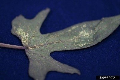 Sweet Potato With White Leaves: Ornamental Sweet Potatoes With Bumpy Leaves