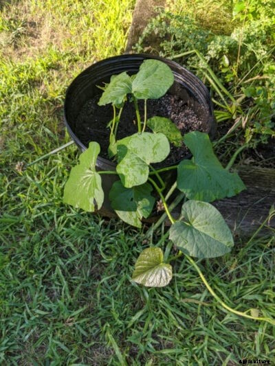 Sweet Potato Plant Starts: How And When To Start Sweet Potato Slips