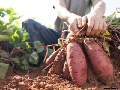 Information About How To Harvest Sweet Potatoes