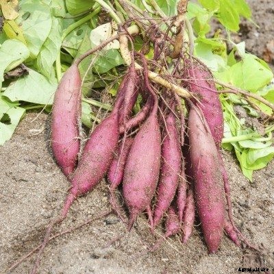 Information On How To Grow And Harvest Sweet Potatoes