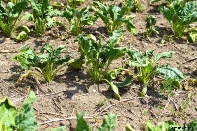 Wilting Swiss Chard Plants: Why Is My Swiss Chard Wilting