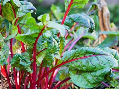 Why Did My Chard Bolt: What To Do With Bolted Chard Plants