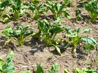 Sick Swiss Chard Plants: Identifying Signs Of Swiss Chard Disease