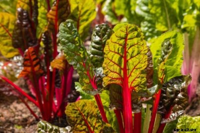 Swiss Chard Fall Planting: When To Plant Chard In Autumn