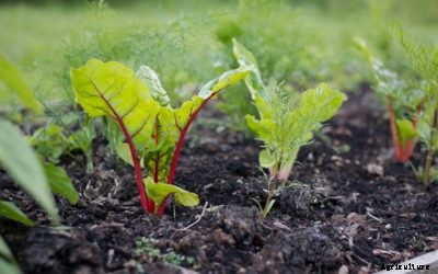 Swiss Chard Spring Planting: When To Plant Chard In Spring