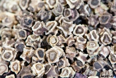 Swiss Chard Seed Care: How To Plant Swiss Chard Seeds