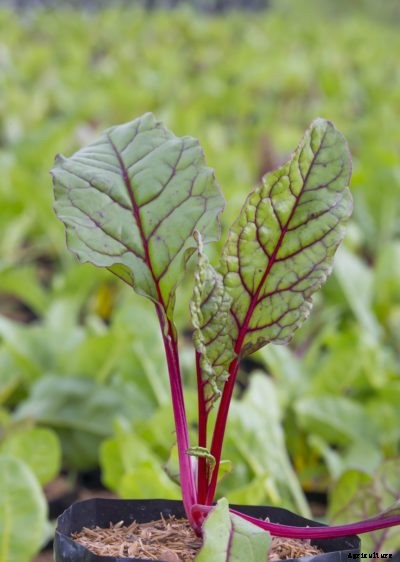 Swiss Chard Care In Pots – How To Grow Swiss Chard In Containers