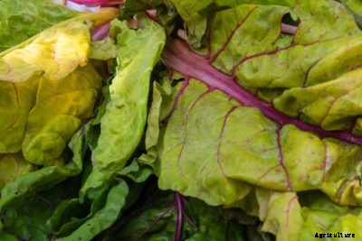 Trouble With Swiss Chard: Common Swiss Chard Diseases And Pests