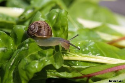 Common Swiss Chard Insects – Controlling Pests On Swiss Chard Plants
