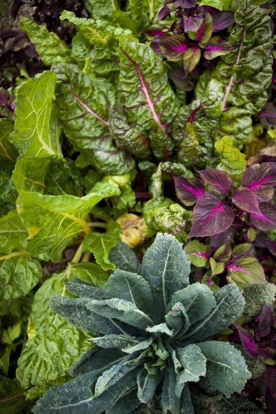 Companion Plants For Chard: What Grows Well With Chard