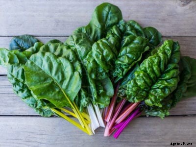 Types Of Swiss Chard: Tips For Choosing The Best Swiss Chard Variety
