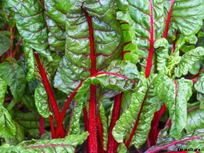 Swiss Chard Care – How To Grow Swiss Chard In Your Garden