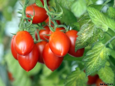 What Is A Plum Tomato – Tips For Growing Plum Tomatoes