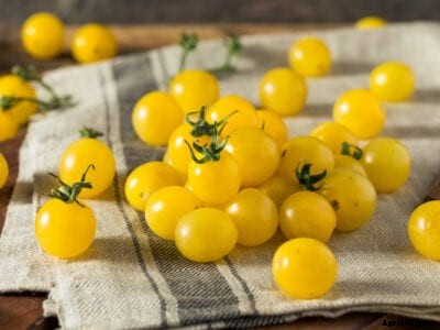 Yellow Tomato Variety Info – Growing Tomatoes With Yellow Fruit