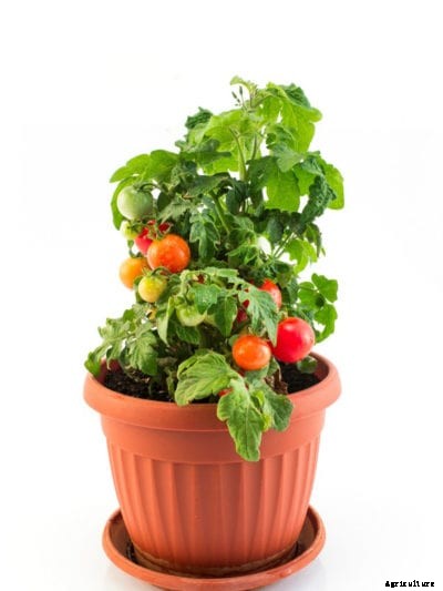 Indoor Cherry Tomato Growing – Tips For Indoor Cherry Tomatoes