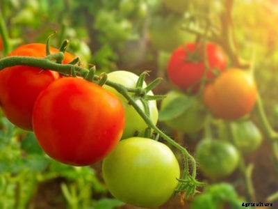 Fall Tomatoes – What To Do With End Of Season Tomato Plants