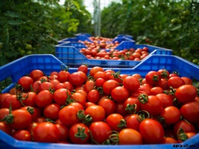 Disease-Resistant Tomato Varieties: Choosing Tomatoes Resistant To Disease