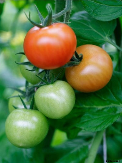Shade Tomato Plants: Growing Tomatoes In The Shade