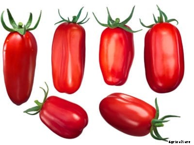 San Marzano Tomatoes: Tips For Growing San Marzano Tomato Plants