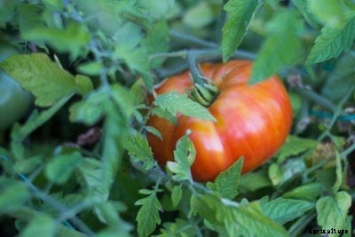 Rapsodie Tomato Info – How To Grow Rapsodie Tomatoes In The Garden