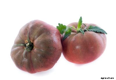 Black Krim Tomato Care – How To Grow Black Krim Tomatoes