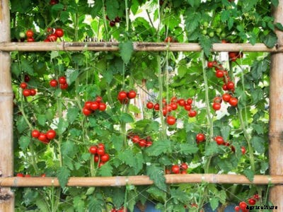 Arched Tomato Trellis – How To Make A Tomato Arch