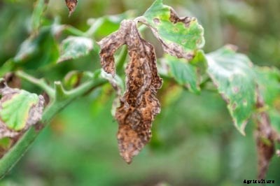 Tomato Verticillium Wilt Control – How To Treat Tomatoes With Verticillium Wilt