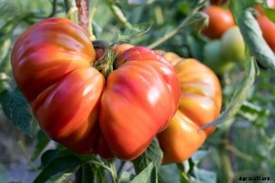 Zapotec Pink Pleated Tomato Plants – Tips For Growing Zapotec Tomatoes