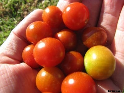 Sweet 100 Tomato Care: Learn About Growing Sweet 100 Tomatoes