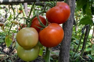 Sunchaser Information: Growing Sunchaser Tomatoes In The Garden