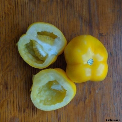 Yellow Stuffer Information: How To Grow Yellow Stuffer Tomatoes