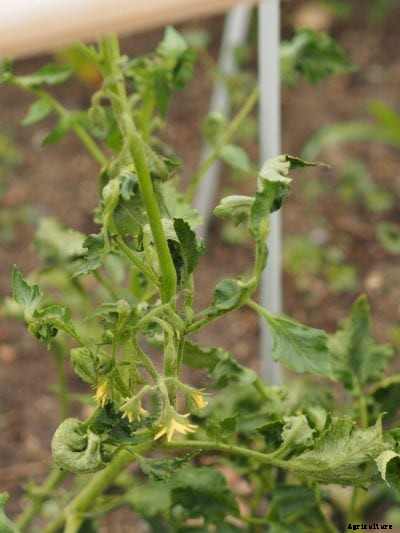 Tomato Fusarium Wilt: How To Control Fusarium Wilt On Tomato Plants
