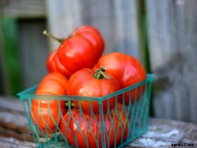 Costoluto Genovese Info – How To Grow Costoluto Genovese Tomatoes